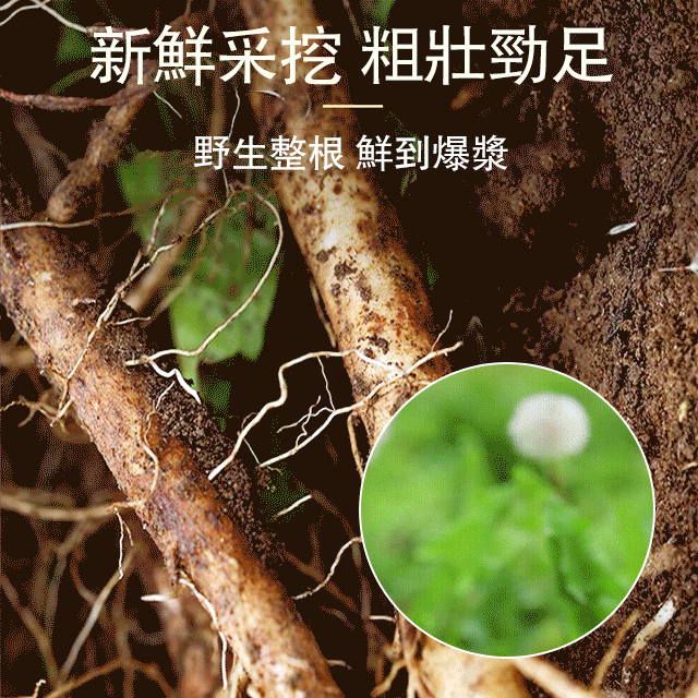 【防輻射】品華天寶 蒲公英根茶 【防輻射】品華天寶 蒲公英根茶